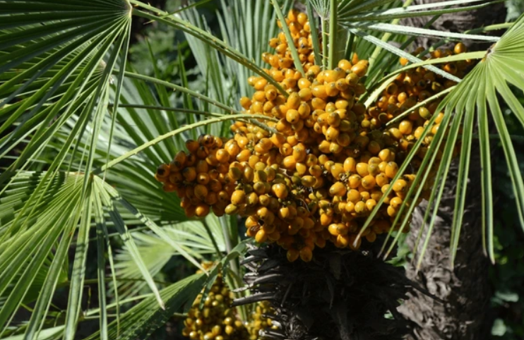 saw palmetto